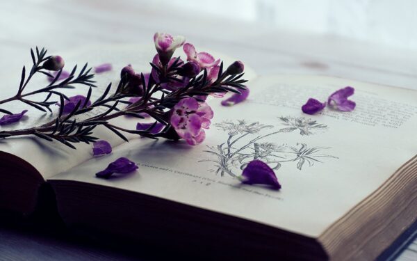 selective focus photography of purple flowers on book page