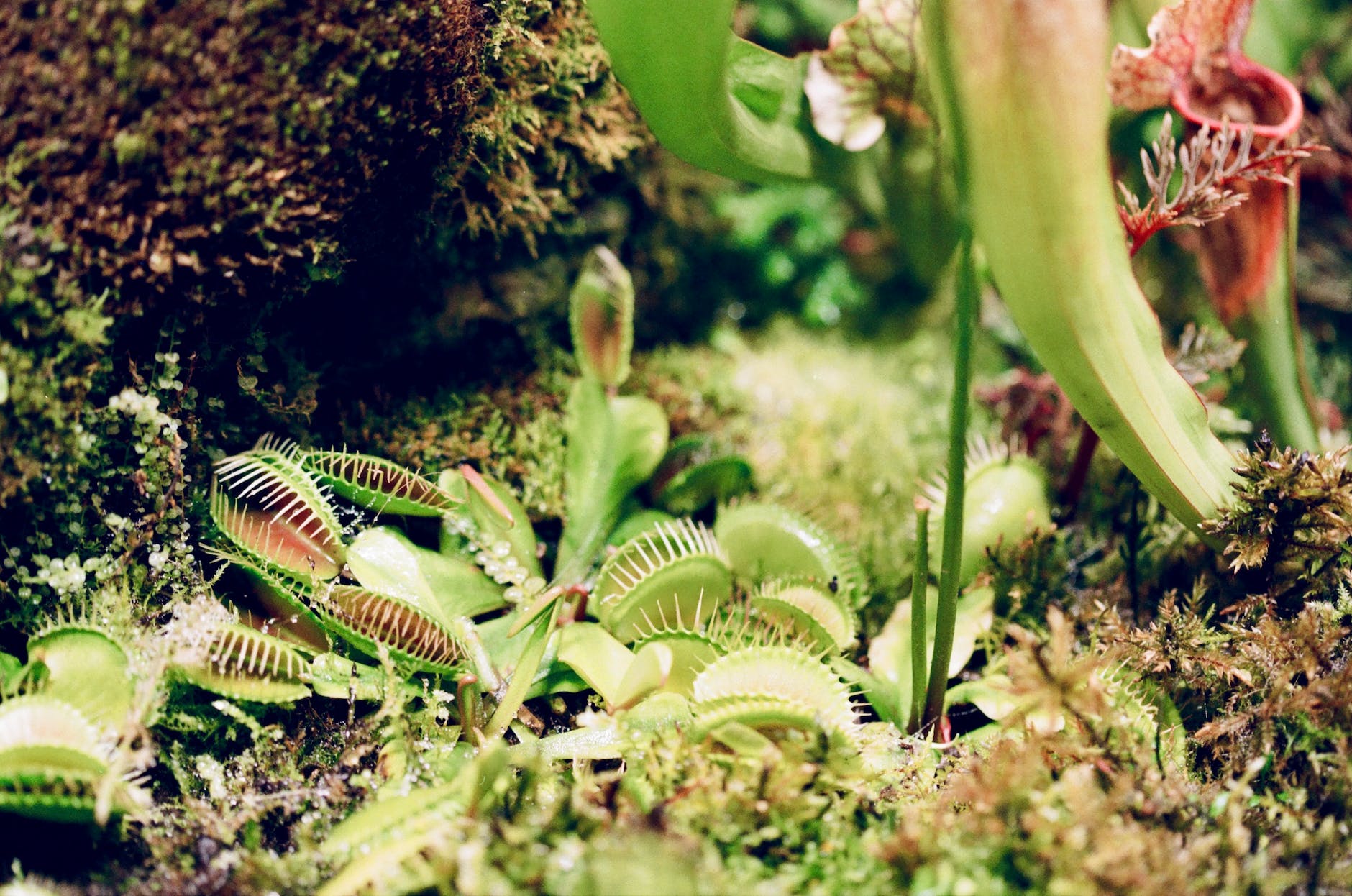 close up of a venus flytrap