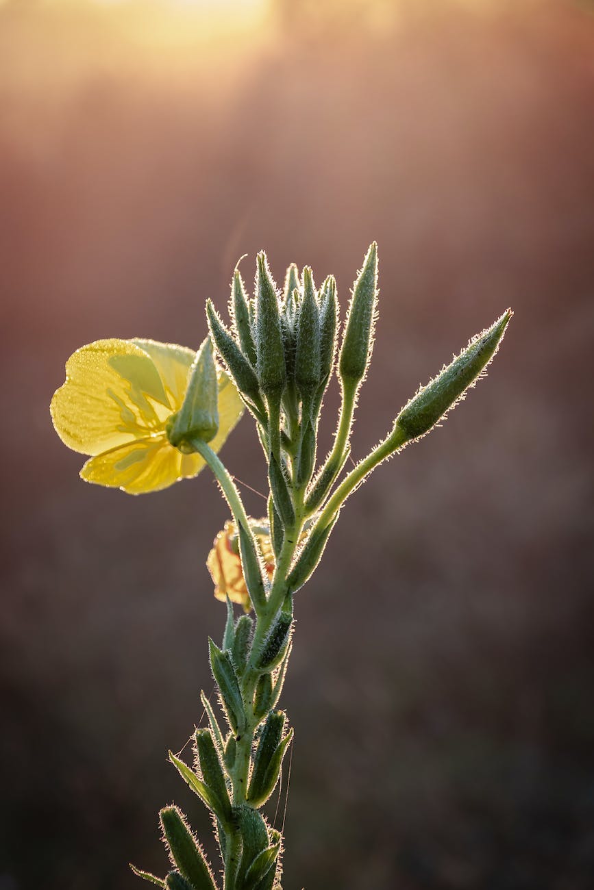 close up of an evening primrose